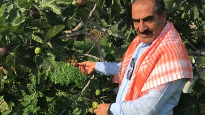 Cennet meyvesi incirler oldu ihracat yolculuğu başladı