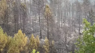 Karabük'teki orman yangınlarına müdahale sürüyor