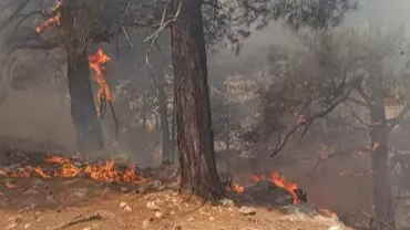 Adana'da orman yangını