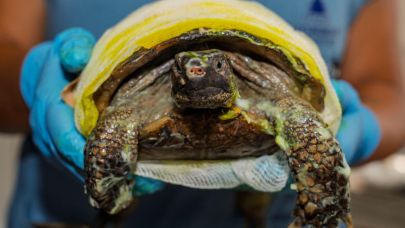 İzmir’de yangından kurtarılan kaplumbağanın tedavisi sürüyor