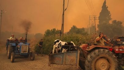 Belediye sessiz kaldı, Marmaris’i domuzlar ele geçirdi