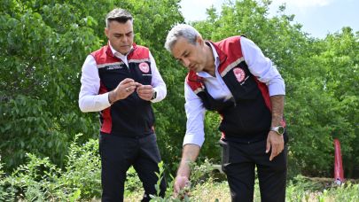 İzmir’in ilk toprağa dikim blueberryleri hasat edildi.