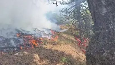 Bolu'da orman yangını