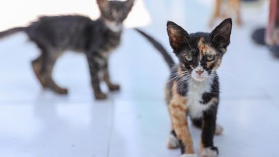 Buca'da 212 patili dost daha yeni ailesine kavuştu