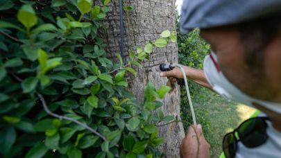 Kültürpark’ın palmiyeleri güvende