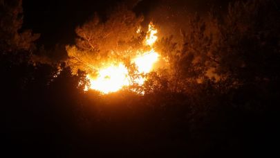 İzmir'de makilik ve ormanlık alanda yangın