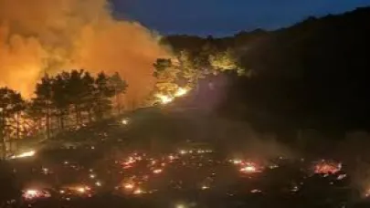 Muğla'da orman yangını
