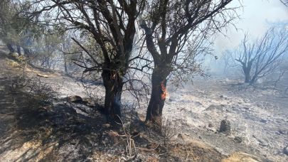 İzmir'de ormanlık alanda yangın çıktı