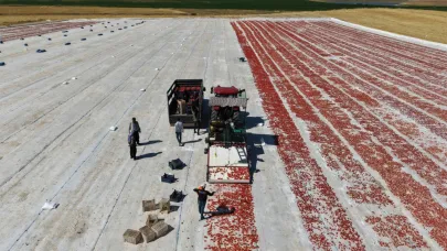 Dünya sofralarını süsleyen domateste 15 bin 300 ton rekolte bekleniyor