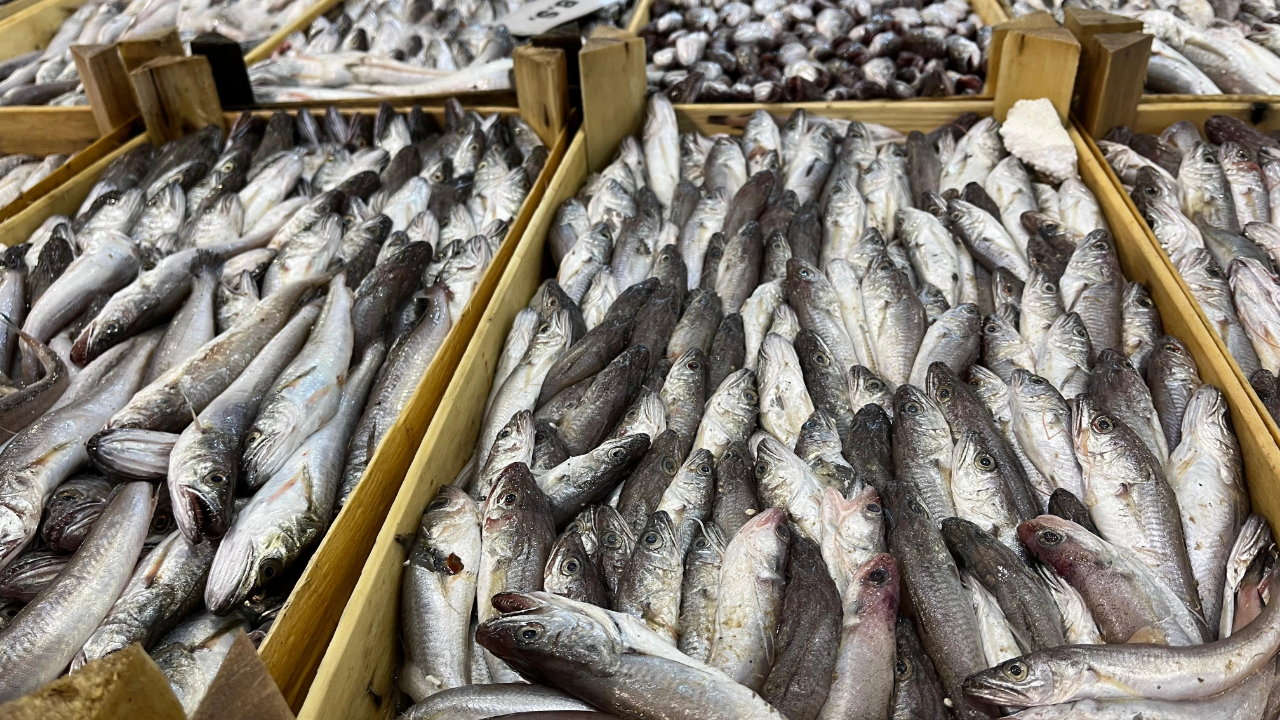 Av sezonu başladı, İzmir Balık Hali bereketle doldu