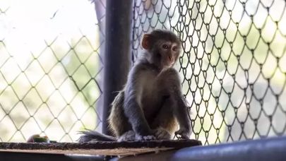 Şiddet mağduru maymun koruma altında