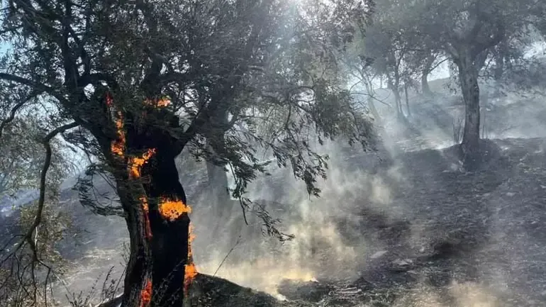 Aydın'da tarım arazisinde yangın kontrol altında