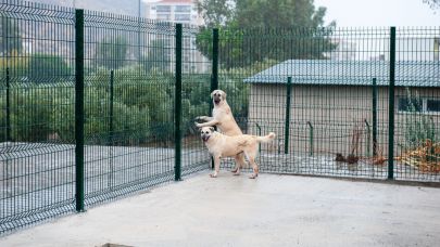 Bakioğlu Can Dostlarımız Yaşam Merkezi ve Bakımevi açılıyor!