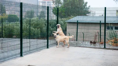Bakioğlu Can Dostlarımız Yaşam Merkezi ve Bakımevi açılıyor!