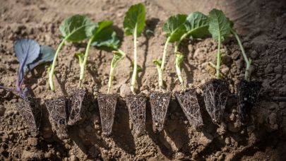 Bornova’da minik eller toprakla buluştu