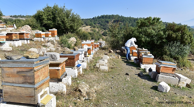 BORNOVA'DA BAL HASADI HEYACANI