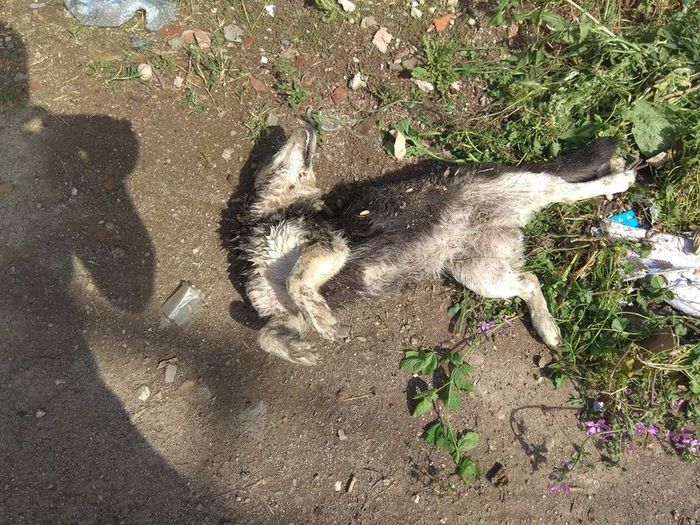 Kedi ve köpek katliamından fare zehri çıktı!