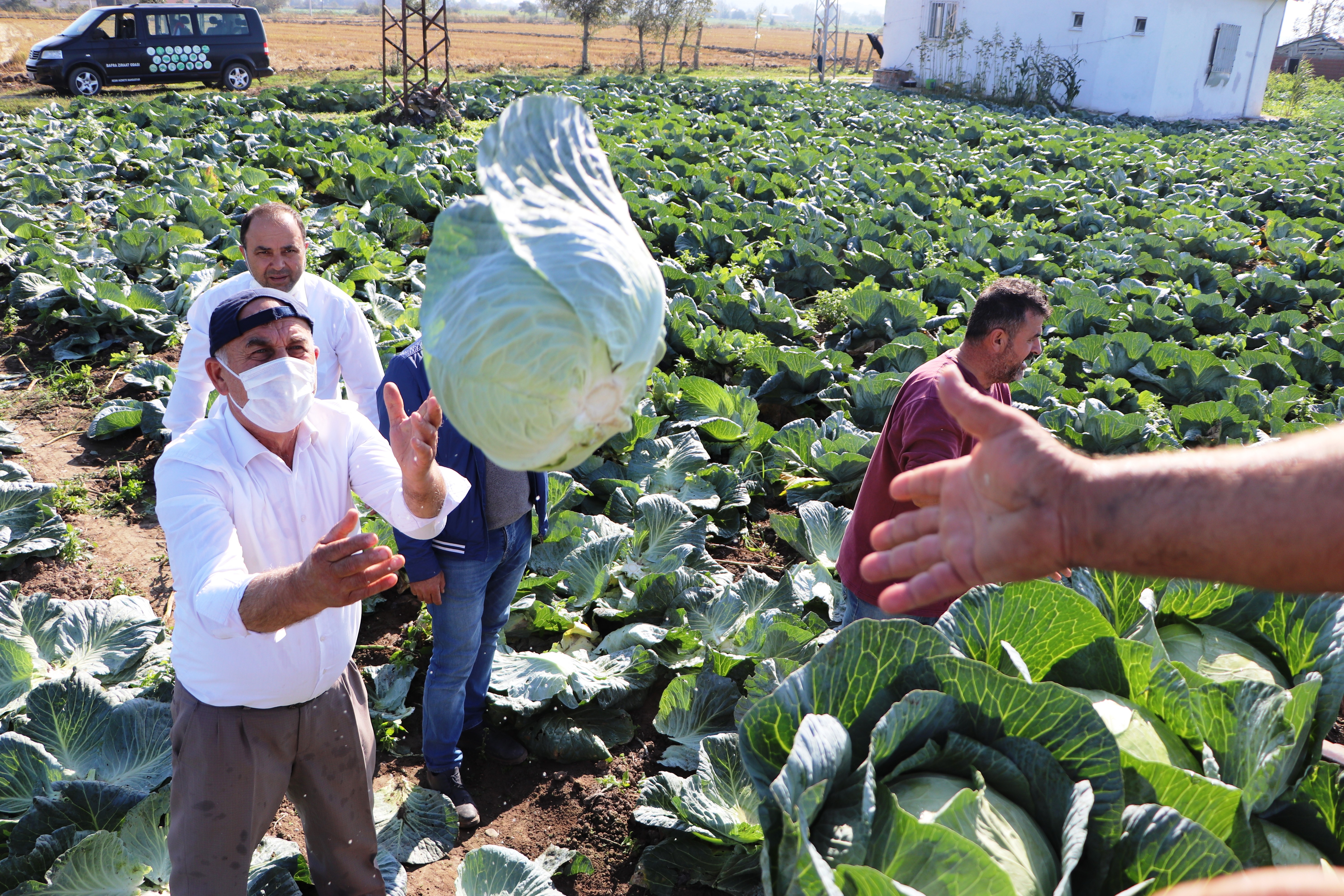 Bafra'da lahana hasadı başladı