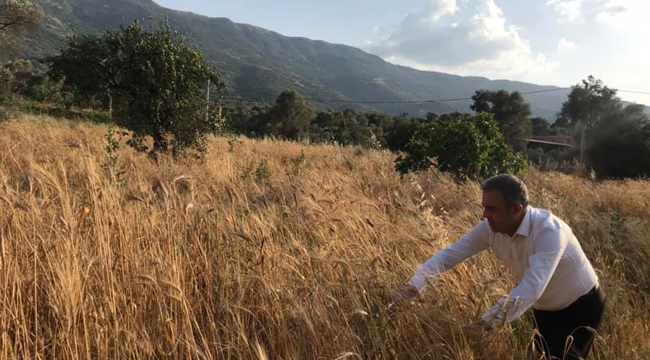 BEYDAĞ’DA KARAKILÇIK BUĞDAYI HASADI