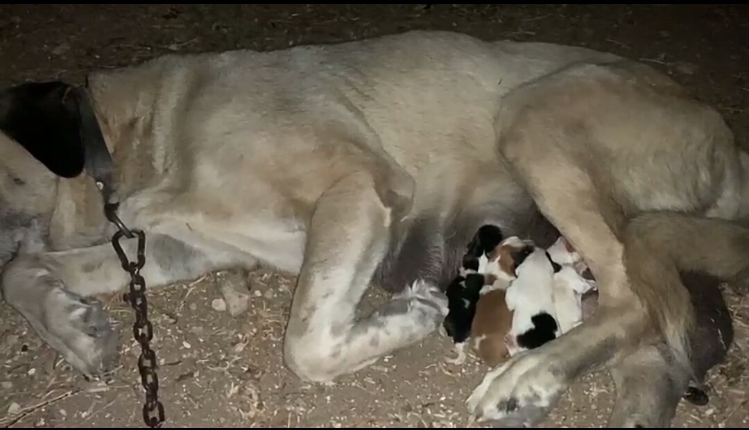 YAVRULARI ANADOLU ÇOBAN KÖPEĞİ BESLİYOR