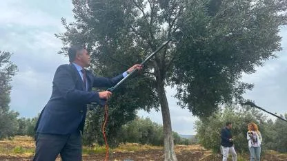Aliağa, 4. Zeytin Hasat Şenliği’nde Buluşuyor