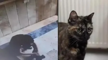 Başakşehir'de kediye işkence davasında karar