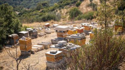 Bornova’da Tatlı Emek: Bal Hasadı Sevinci