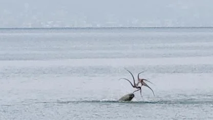 Çeşme sahilinde fokun ahtapot avı