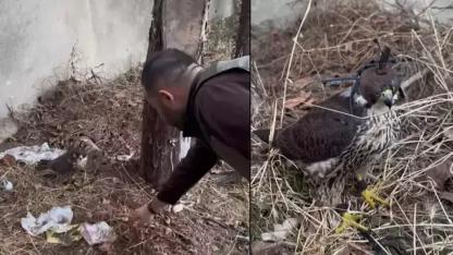 İstanbul'da 2 gökdoğan ele geçirildi