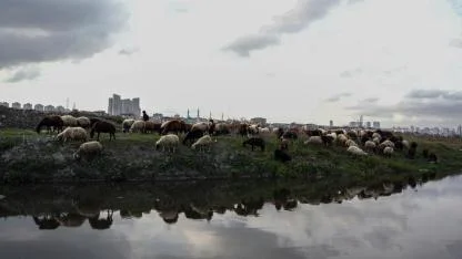 İstanbul'da siyaha bürünen dere kirlilik saçıyor
