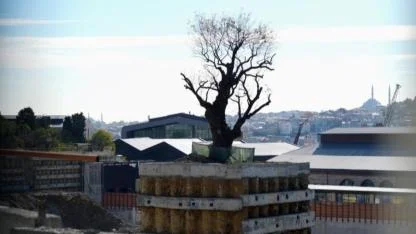Milyarlık projede tarihi ağaca fore kazıklı koruma