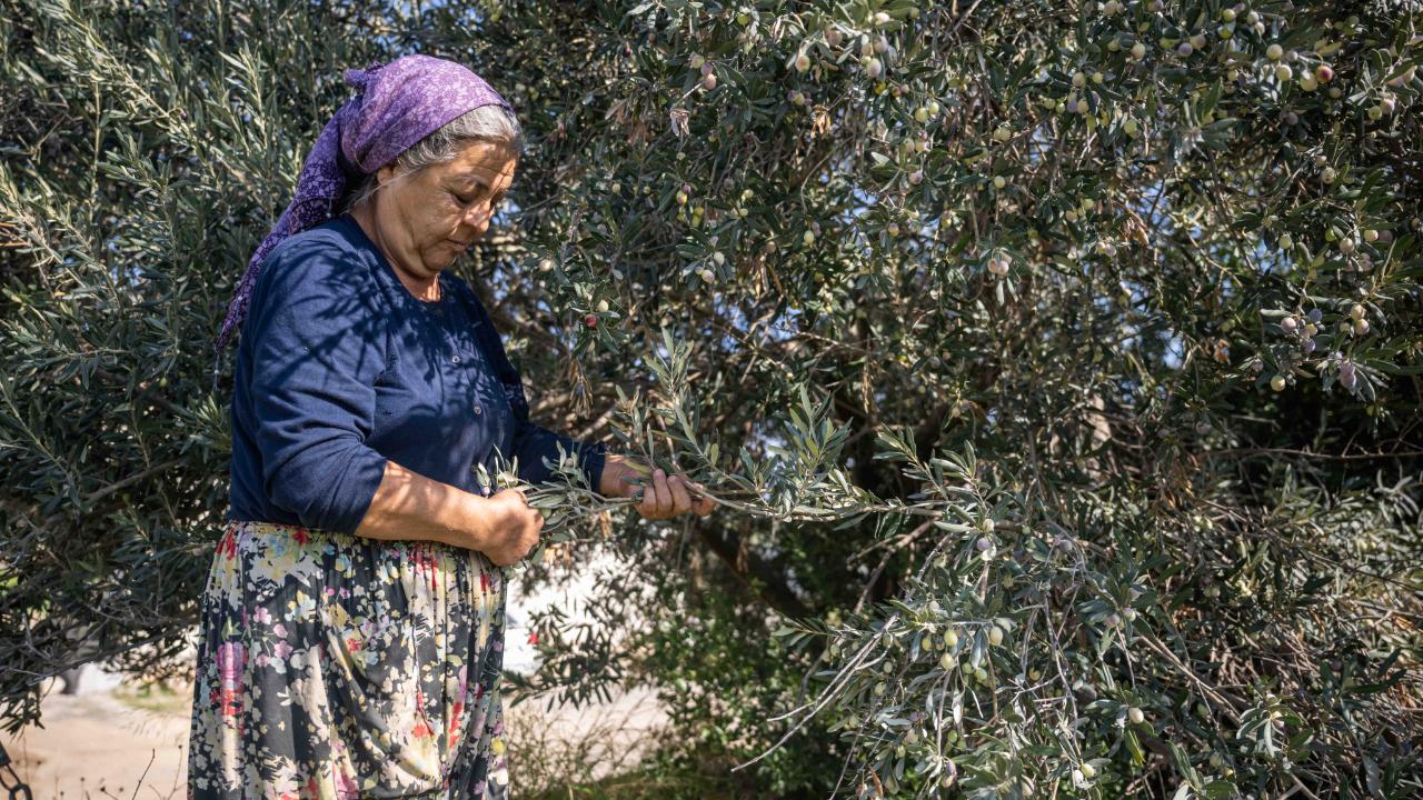 Bornova Belediyesi’nden üreticiye büyük destek