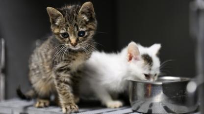 Buca’da 3 bin 54 sokak kedisi kısırlaştırıldı