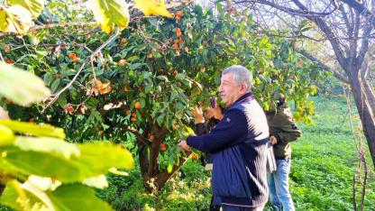 Çiftçinin dalında kalan malı belediye öğrencilere dağıttı