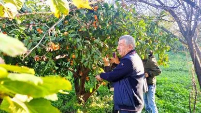 Çiftçinin dalında kalan malı belediye öğrencilere dağıttı