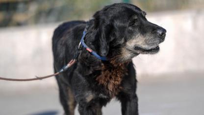 İzmirli hayvansever Çörekçi’nin emanetlerine İzmir Büyükşehir Belediyesi sahip çıktı