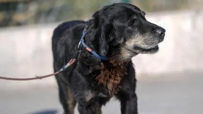 İzmirli hayvansever Çörekçi’nin emanetlerine İzmir Büyükşehir Belediyesi sahip çıktı