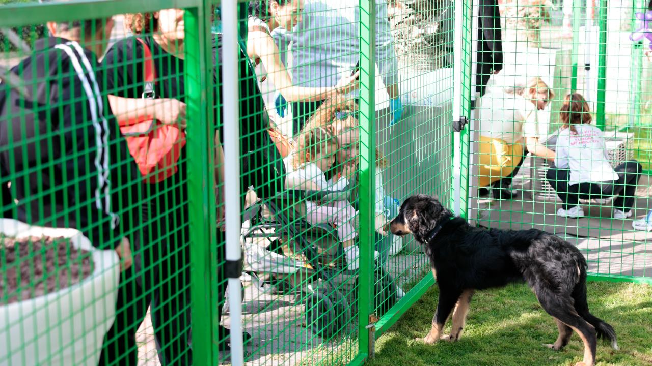 Konak’ta kalpler patili dostlar için attı