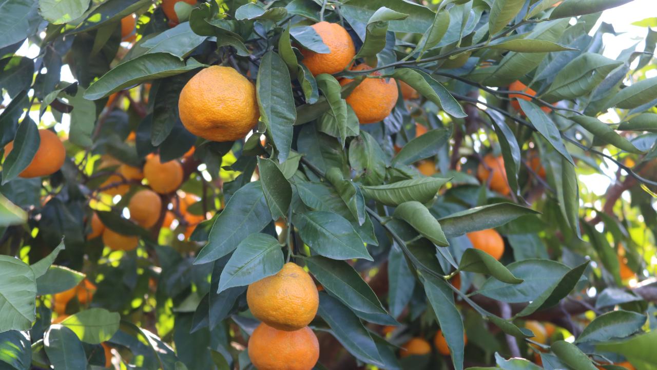 Rekolte arttı, Satsuma mandalinası pazarda yerini aldı