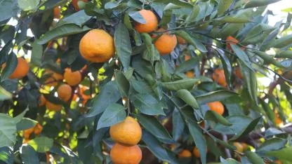 Rekolte arttı, Satsuma mandalinası pazarda yerini aldı