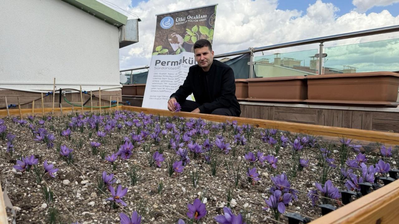 Ülkü Ocakları Genel Merkezi’nin Terasında Safran Hasadı
