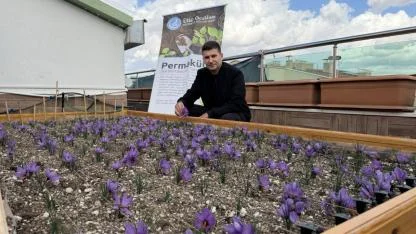 Ülkü Ocakları Genel Merkezi’nin Terasında Safran Hasadı