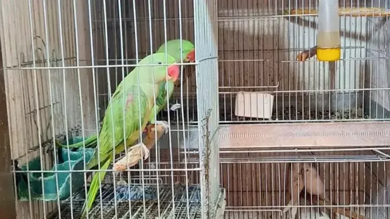 Antalya'da 24 papağan ele geçirildi