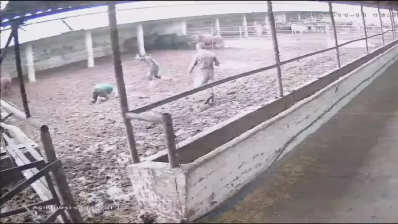 Besiciye boğa saldırdı