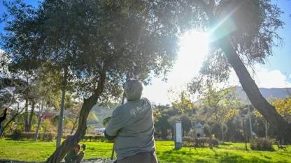 Bornova’da 1500 zeytin ağacında hasada başlandı