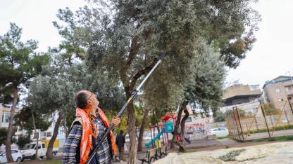 Buca’da zeytin hasadı zamanı