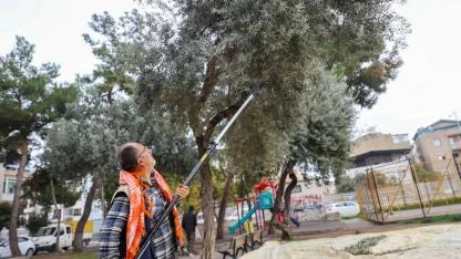 Buca’da zeytin hasadı zamanı