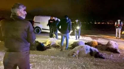 Hafif ticari araç, sürüye çarptı