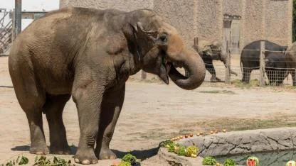 İzmir Doğal Yaşam Parkı’nın fillerine ayak bakımı