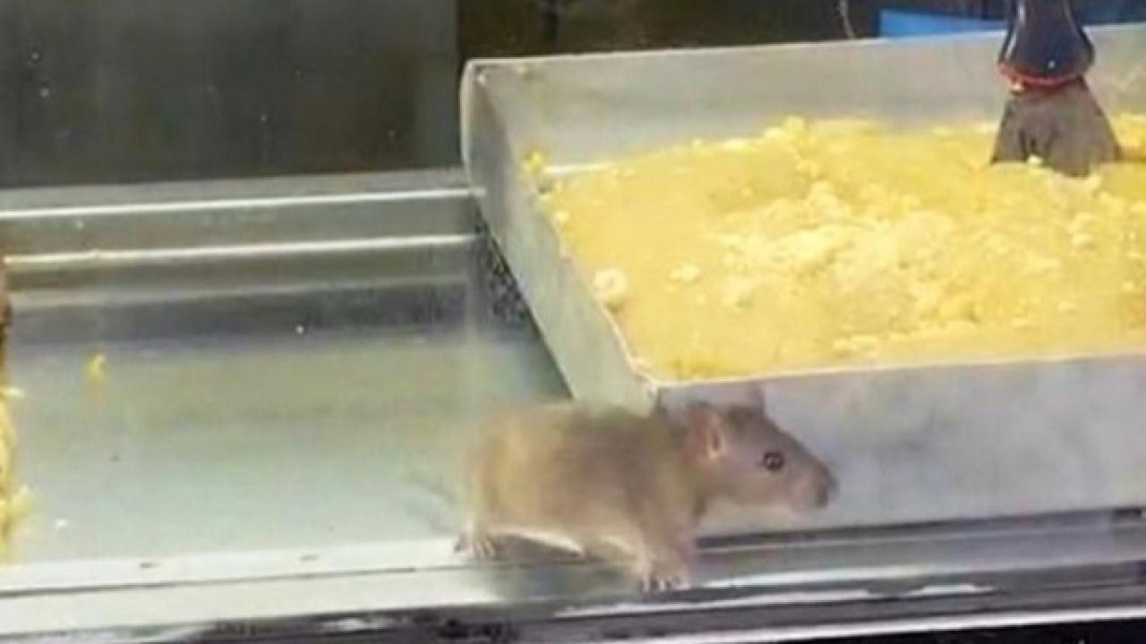 İzmir'den iğrenç görüntü